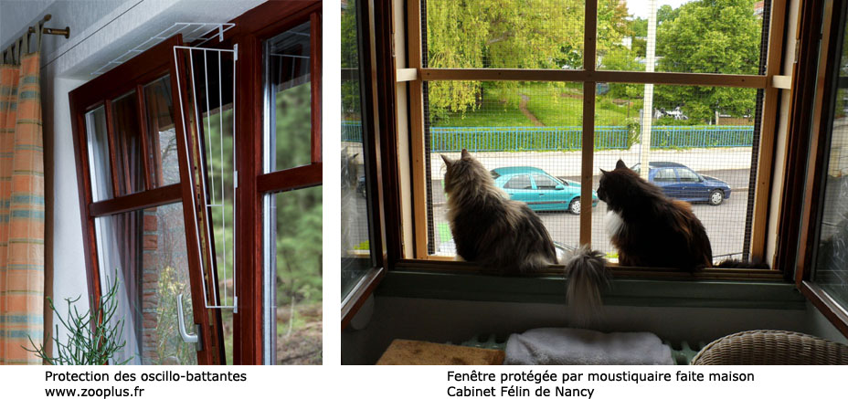 Securiser L Environnement Du Chat Msd Sante Animale France