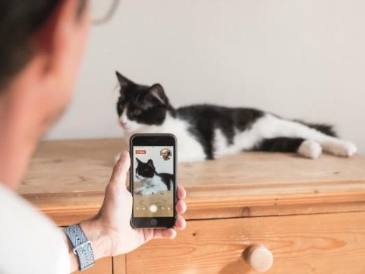 Téléconsultation d'un chat avec un smartphone