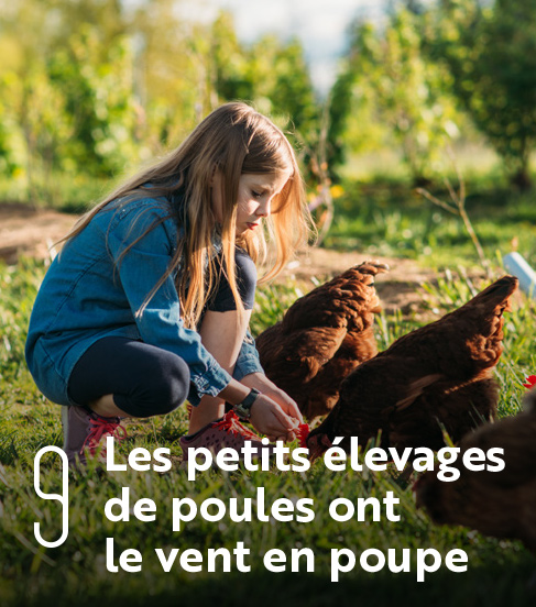 Les petits élevages de poules ont le vent en poupe
