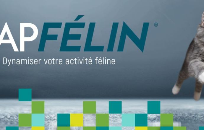 CAP FELIN : auditez le parcours d’un propriétaire de chat dans votre clinique