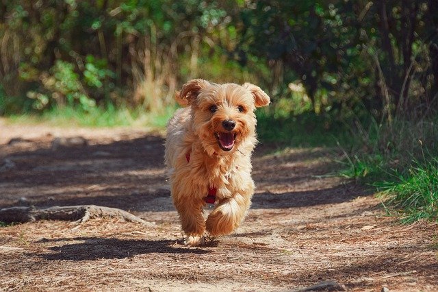 Chien qui court dans la forêt