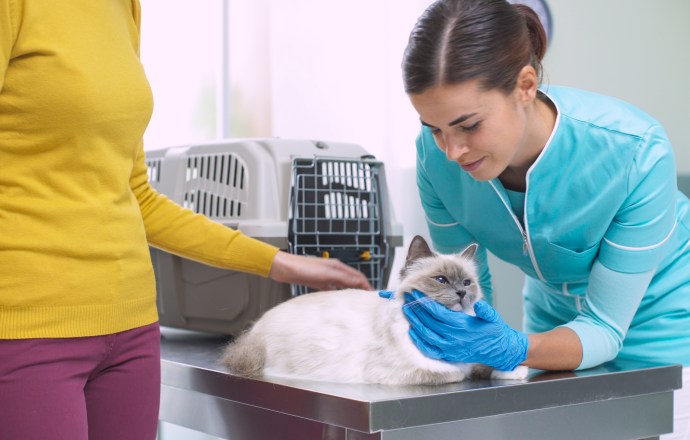 Les plans de santé : un véritable projet d’équipe pour se recentrer sur le soin à l’animal