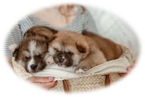 Chiot dans un panier