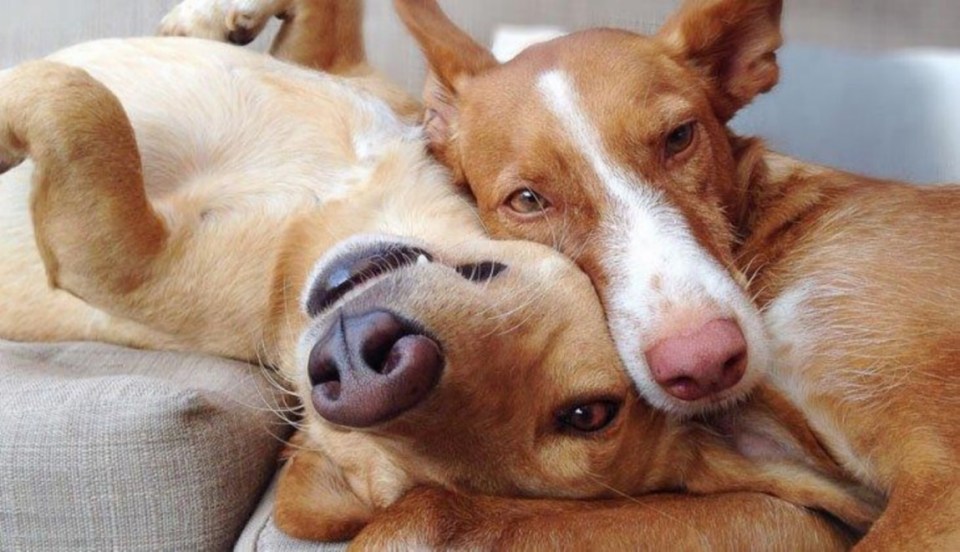 Chiens jouant sur un canapé