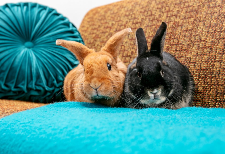 Lapins sur canapé