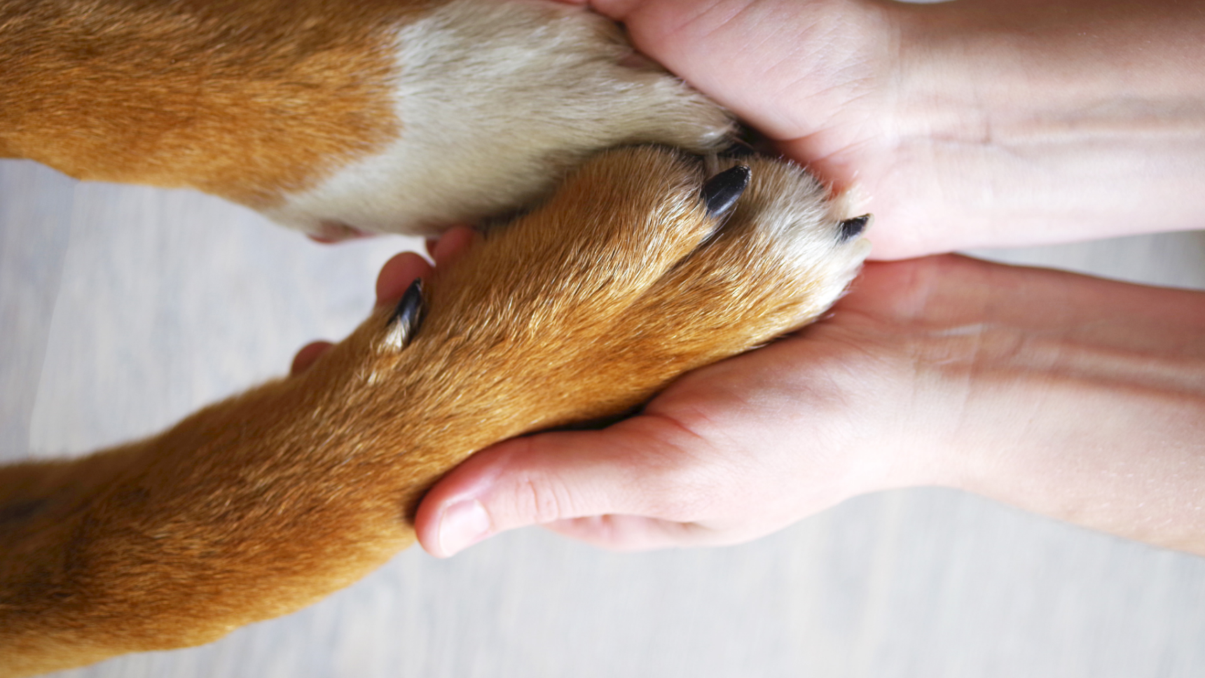 chien qui donne la patte