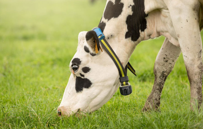 Un livre blanc pour faire le point sur le monitoring en élevage bovin