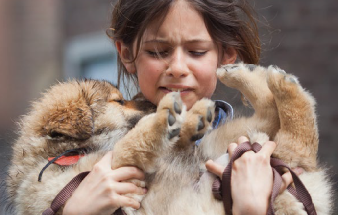 Repérer les signes de maltraitance chez les animaux et les humains