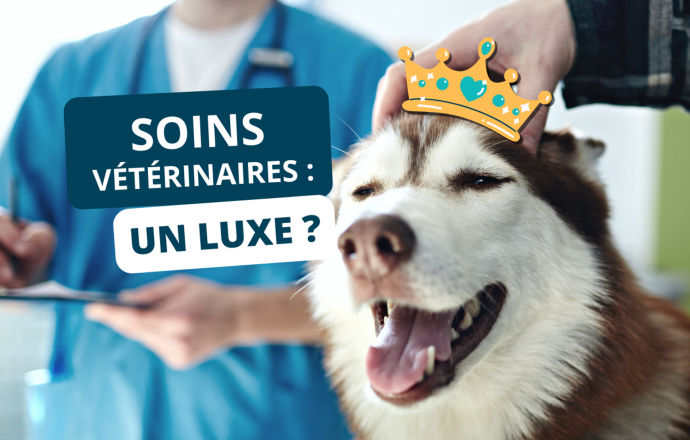 Les soins vétérinaires deviennent-ils un luxe ? 