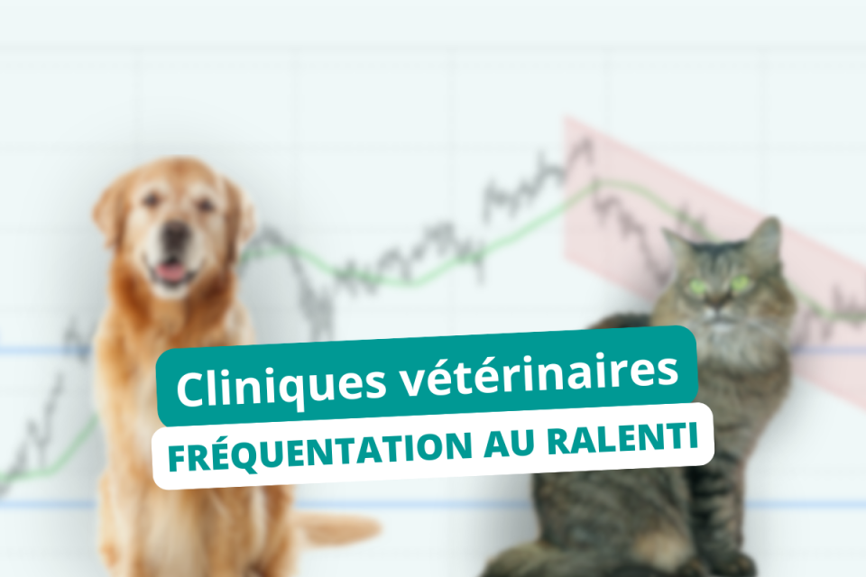 Fréquentation au ralentie dans les cliniques vétérinaires 2025